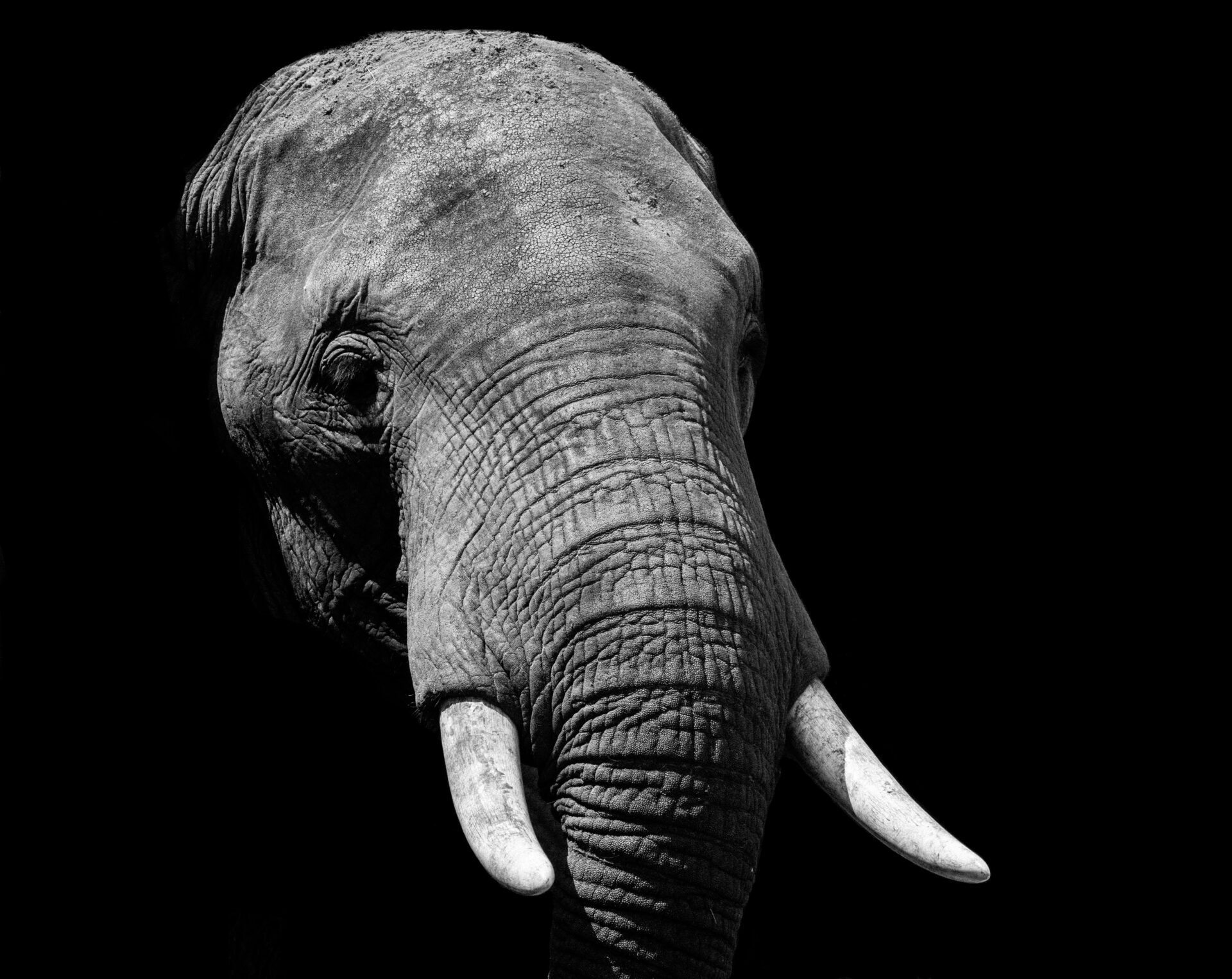 Portraitaufnahme Elefant schwarz weiß